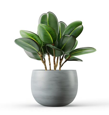 Souvenir Custom Jakarta outdoor plant